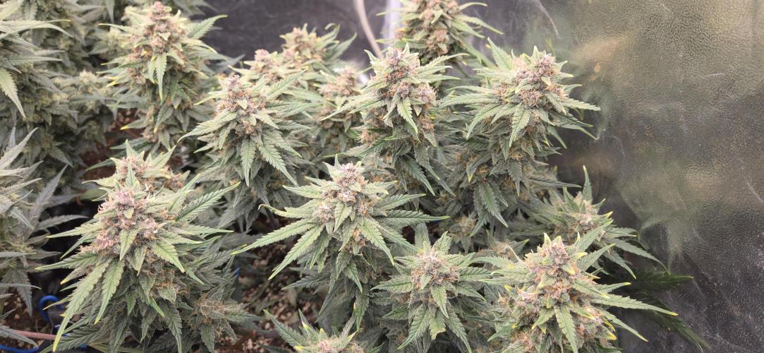 GreenBuds FastHouse. Week 10