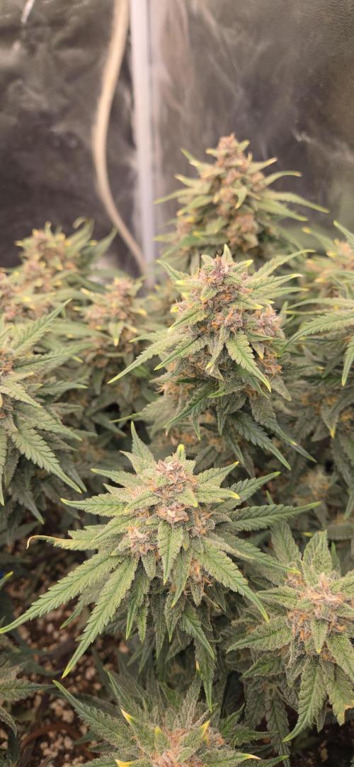 GreenBuds FastHouse. Week 10