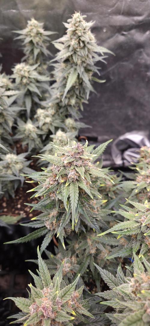 GreenBuds FastHouse. Week 10