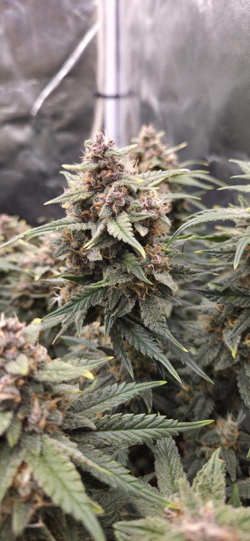 GreenBuds FastHouse. Week 10