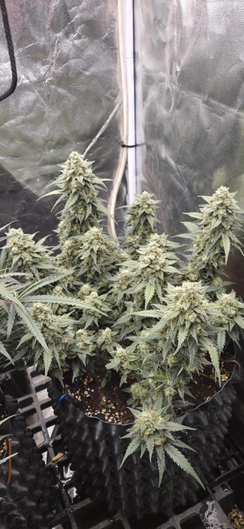 GreenBuds FastHouse. Week 11