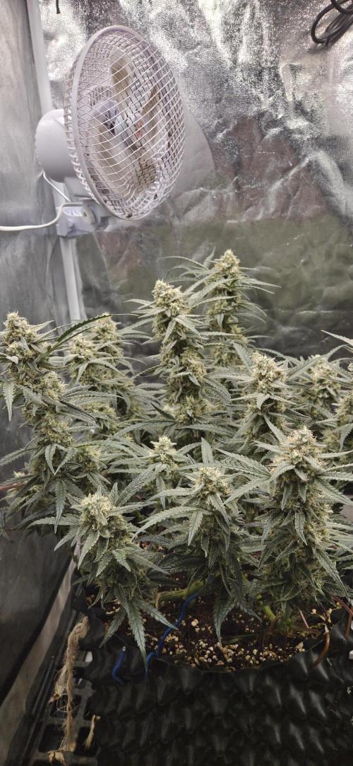 GreenBuds FastHouse. Week 11