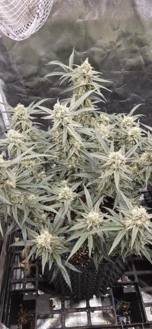 GreenBuds FastHouse. Week 11