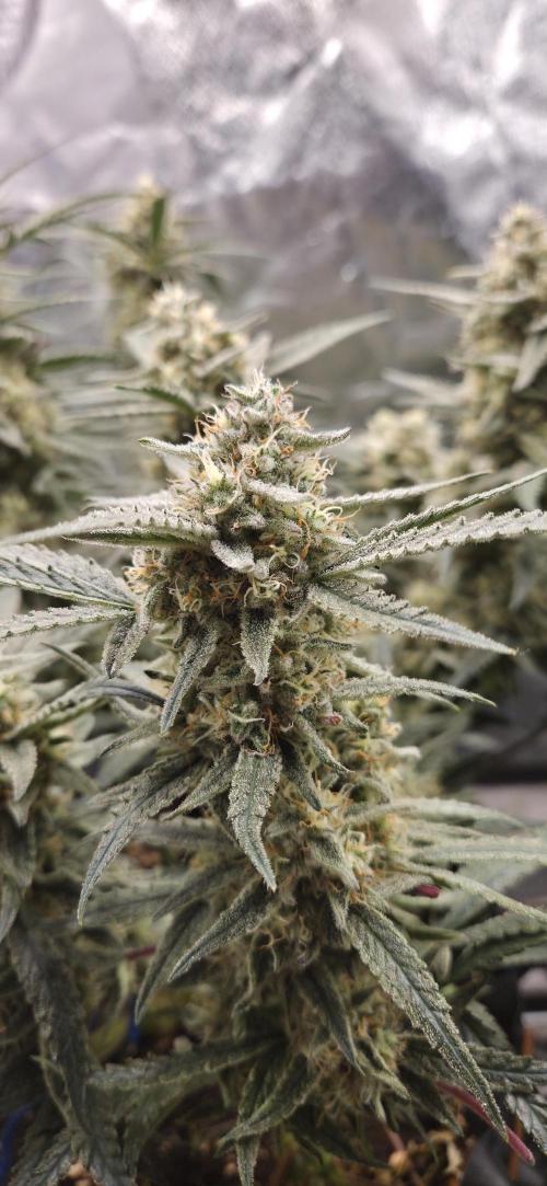 GreenBuds FastHouse. Week 11