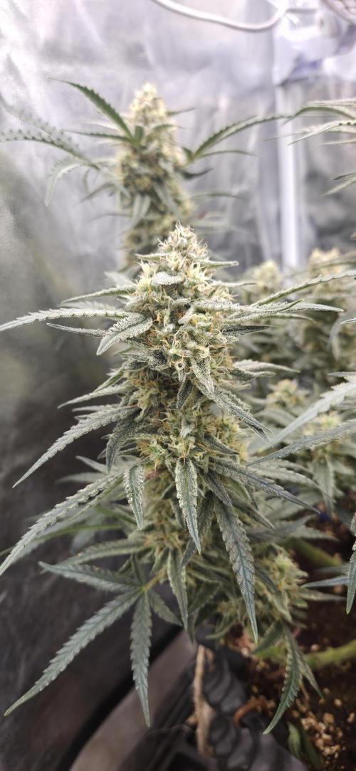 GreenBuds FastHouse. Week 11