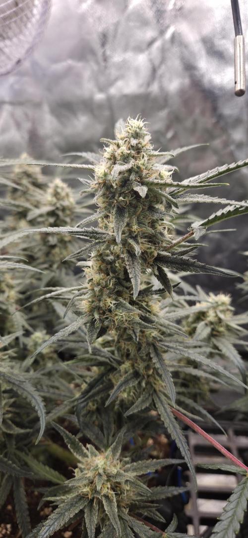 GreenBuds FastHouse. Week 11