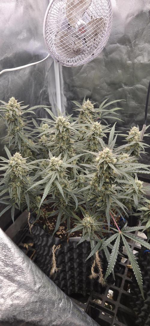 GreenBuds FastHouse. Week 11