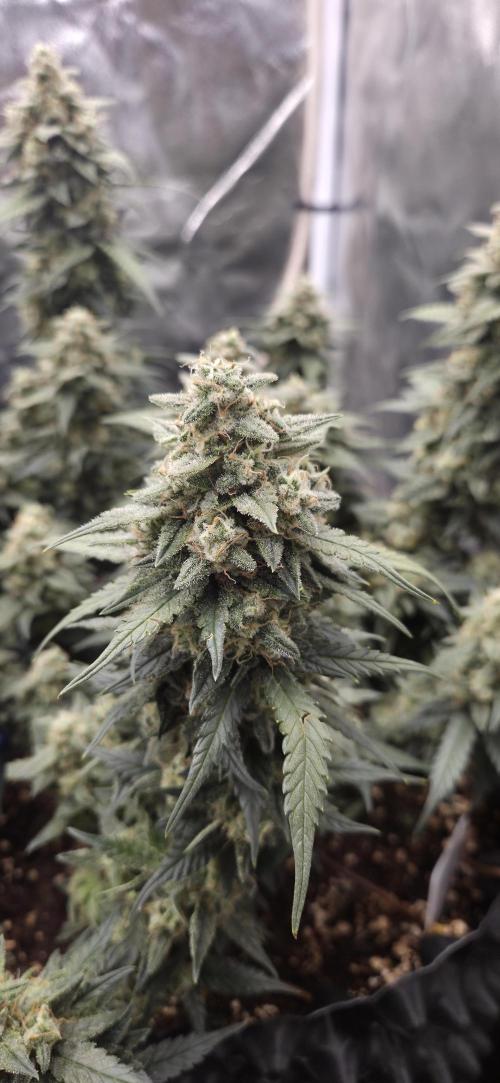 GreenBuds FastHouse. Week 11