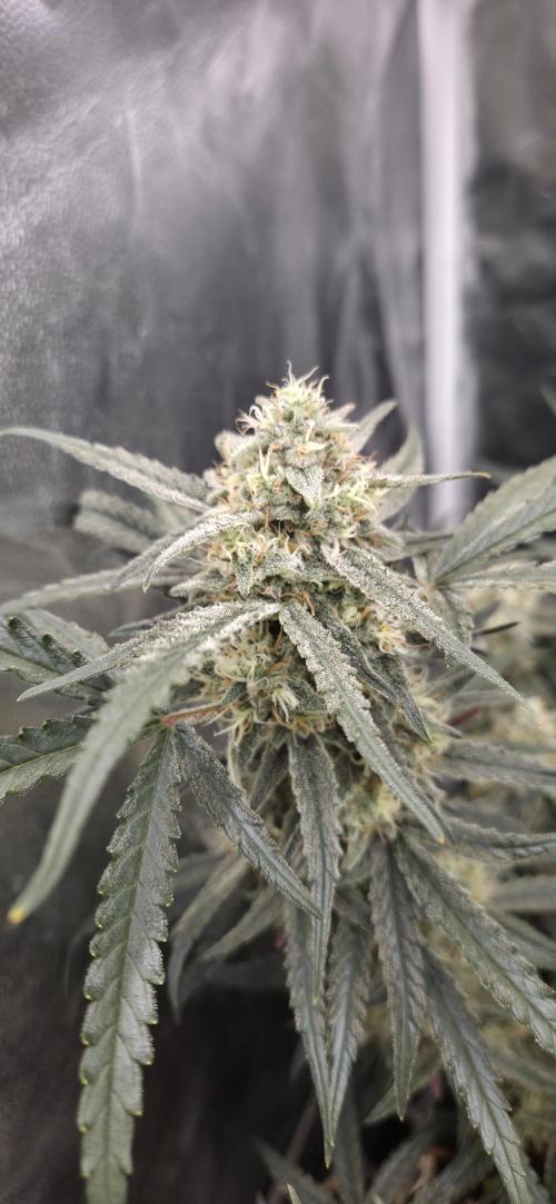 GreenBuds FastHouse. Week 11