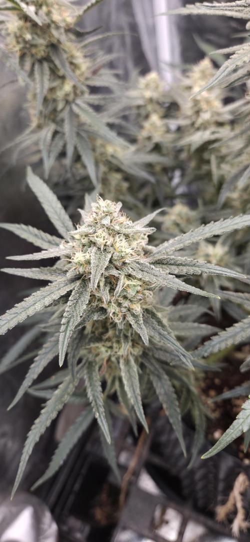 GreenBuds FastHouse. Week 11