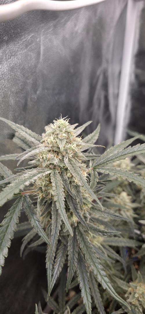 GreenBuds FastHouse. Week 11