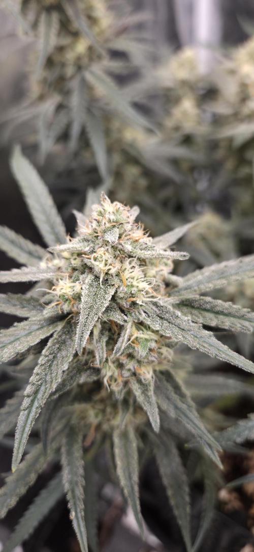 GreenBuds FastHouse. Week 11