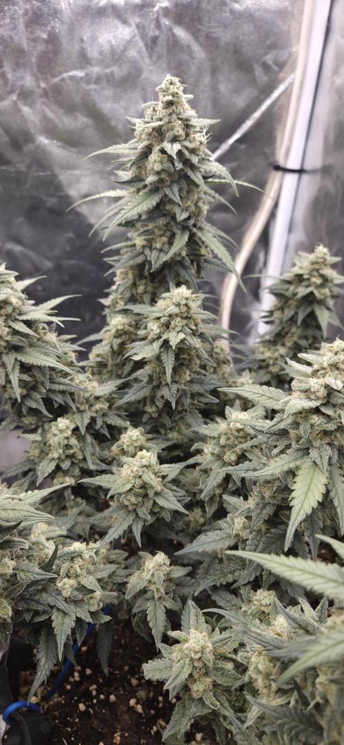 GreenBuds FastHouse. Week 11