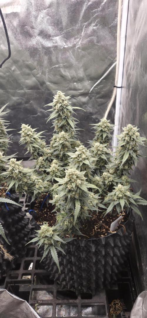 GreenBuds FastHouse. Week 11