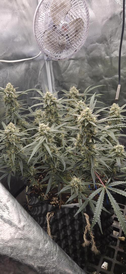 GreenBuds FastHouse. Week 11