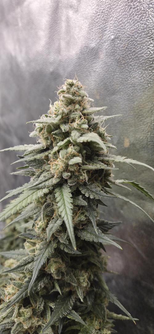 GreenBuds FastHouse. Week 11