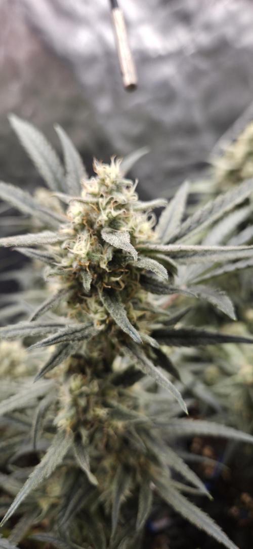 GreenBuds FastHouse. Week 11