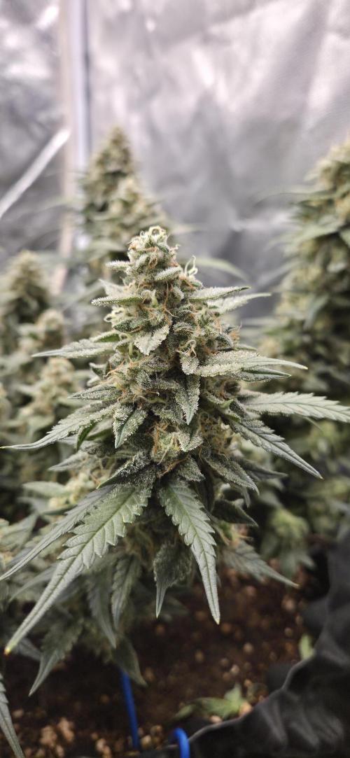 GreenBuds FastHouse. Week 11