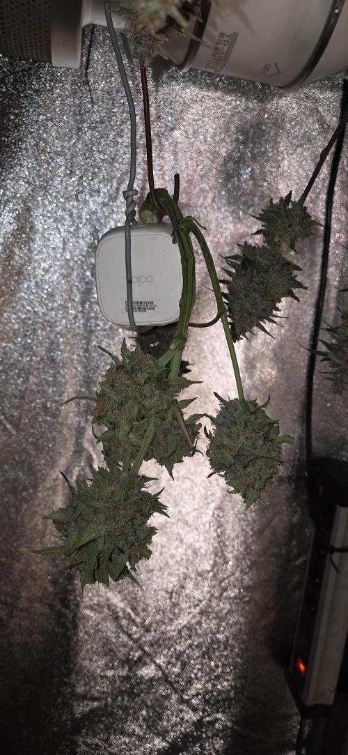 GreenBuds FastHouse. Week 11