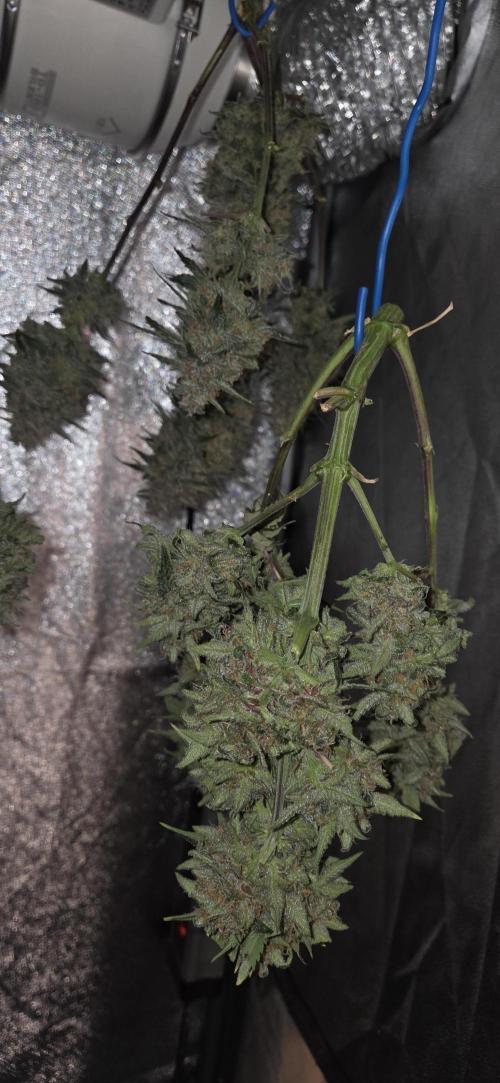 GreenBuds FastHouse. Week 11