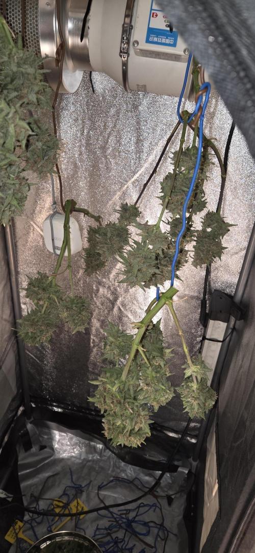 GreenBuds FastHouse. Week 11