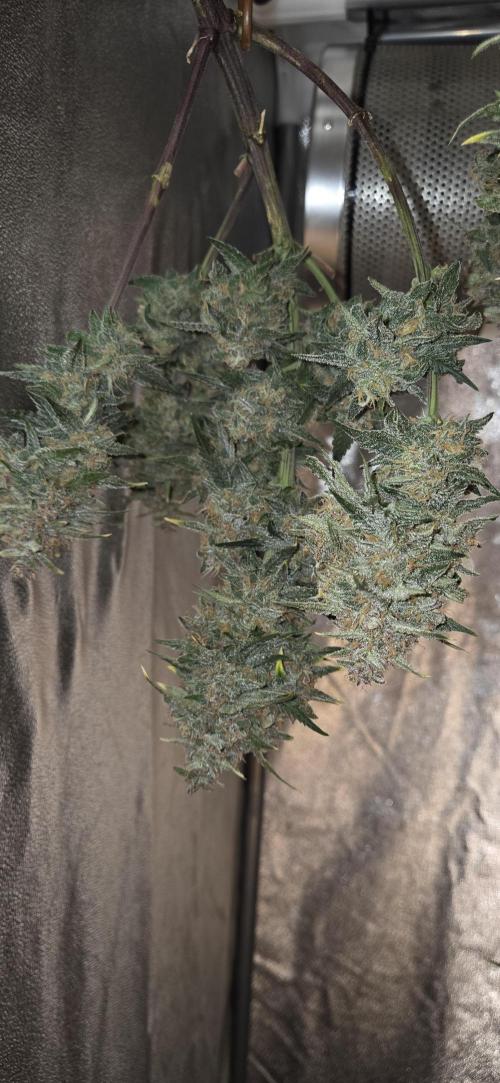 GreenBuds FastHouse. Week 11