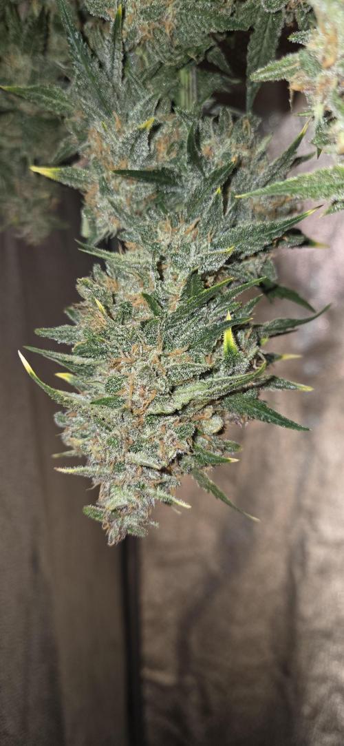 GreenBuds FastHouse. Week 11