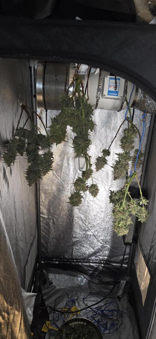 GreenBuds FastHouse. Week 11