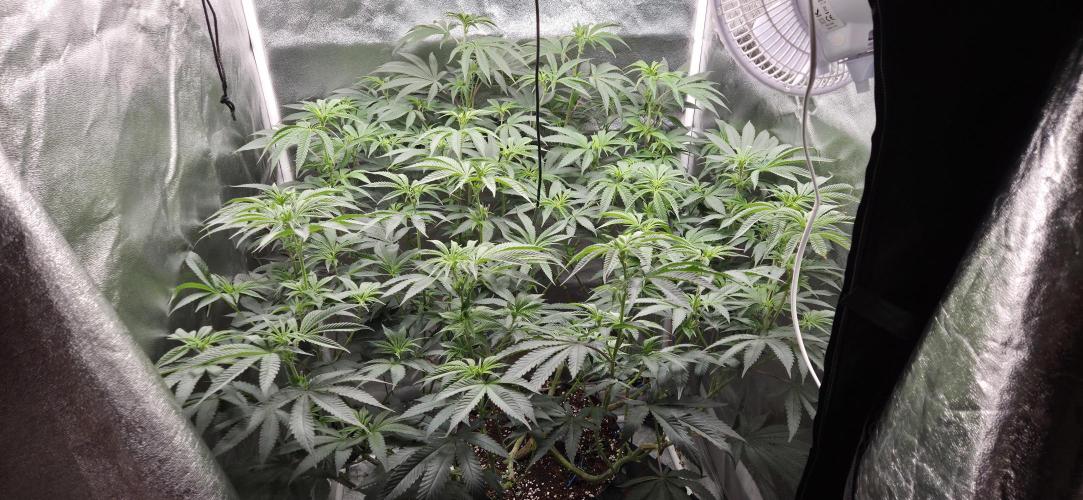 Lemon orange VS Purple Lemonade. Week 11