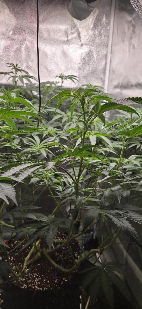 Lemon orange VS Purple Lemonade. Week 11