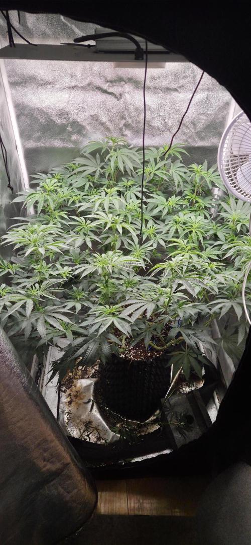 Lemon orange VS Purple Lemonade. Week 11