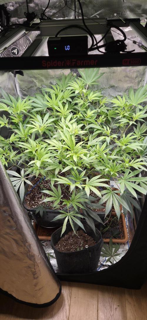 Lemon orange VS Purple Lemonade. Week 11