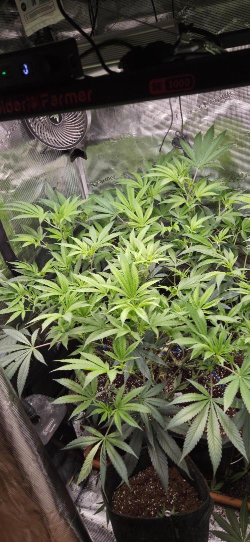 Lemon orange VS Purple Lemonade. Week 11