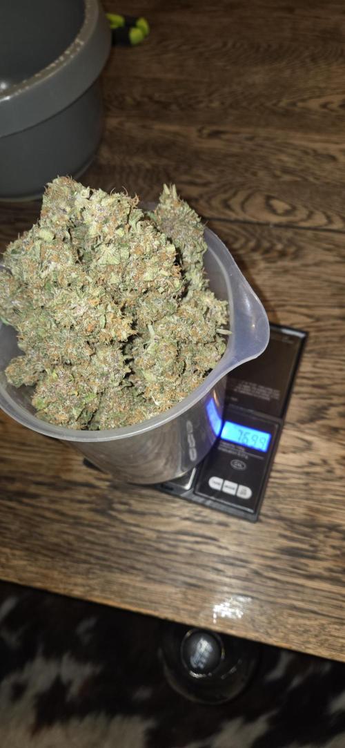 GreenBuds FastHouse. Week 12