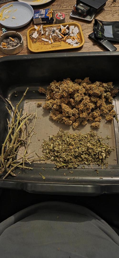 GreenBuds FastHouse. Week 12