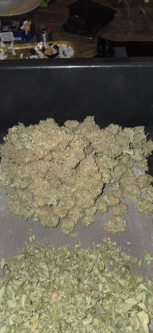 GreenBuds FastHouse. Week 12