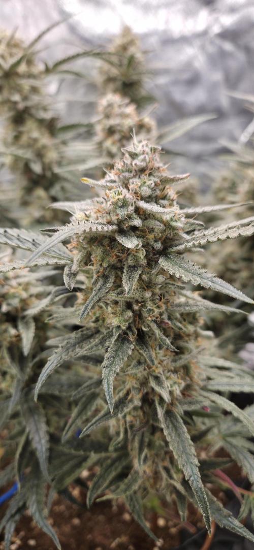 GreenBuds FastHouse. Week 12