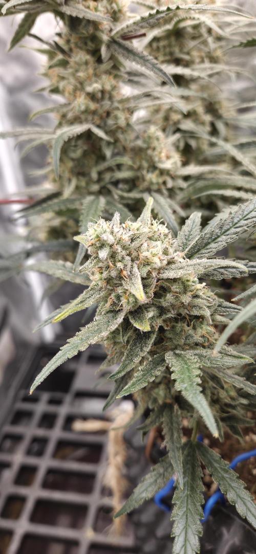 GreenBuds FastHouse. Week 12