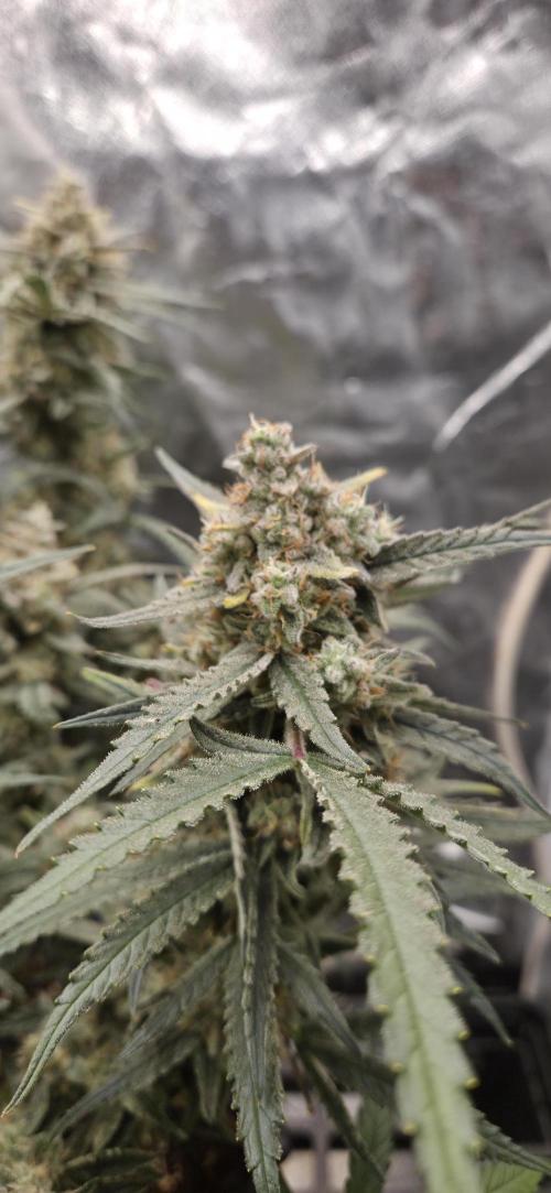 GreenBuds FastHouse. Week 12