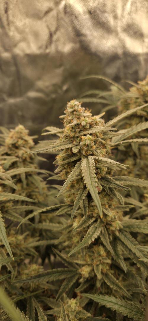 GreenBuds FastHouse. Week 12