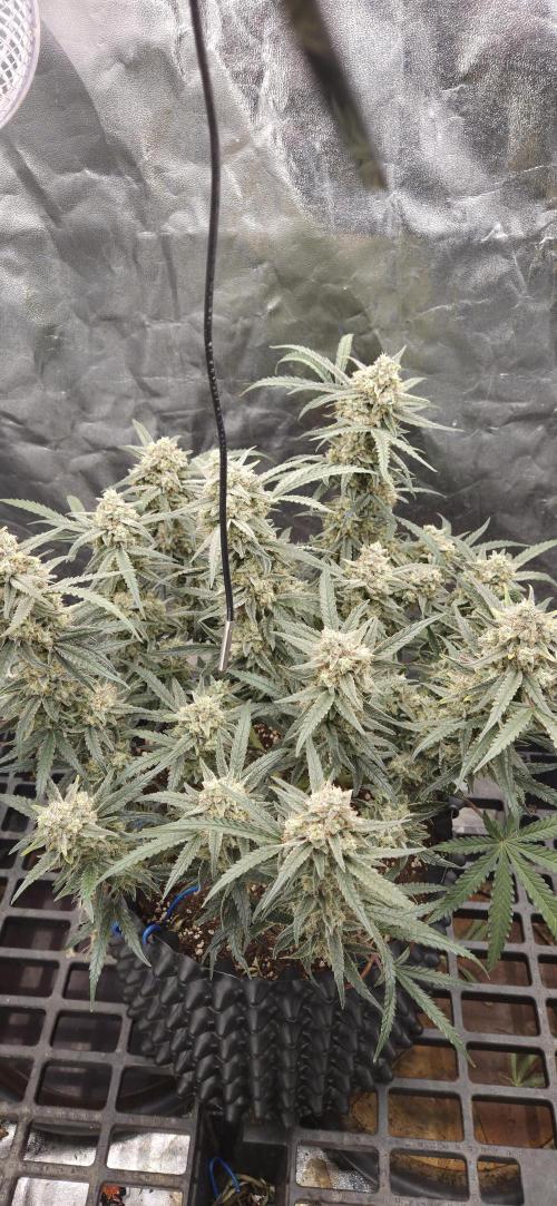 GreenBuds FastHouse. Week 12