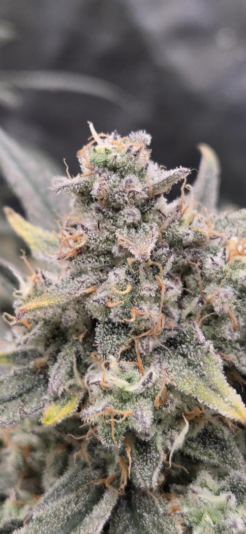 GreenBuds FastHouse. Week 12