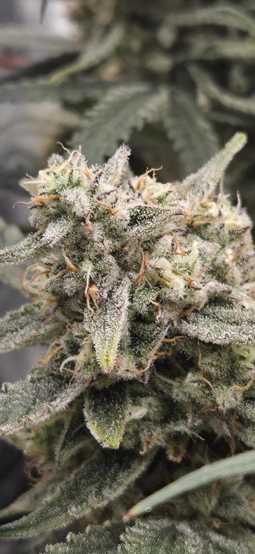 GreenBuds FastHouse. Week 12