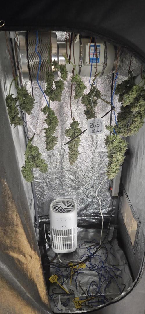 GreenBuds FastHouse. Week 12