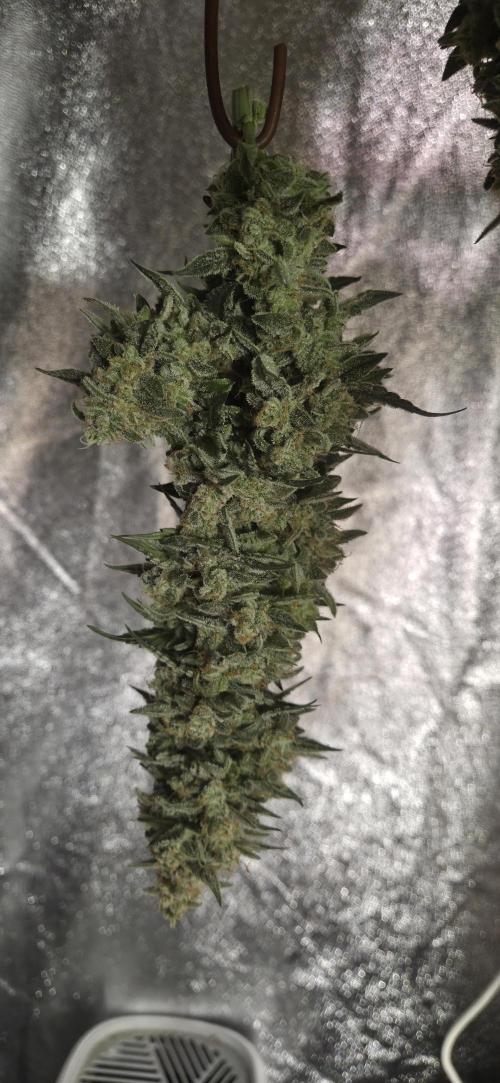 GreenBuds FastHouse. Week 12