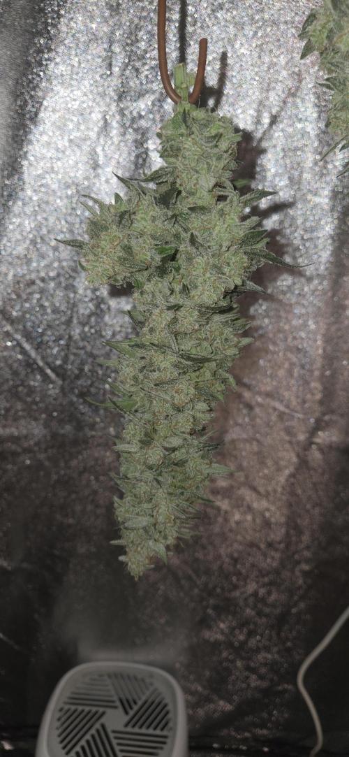 GreenBuds FastHouse. Week 12