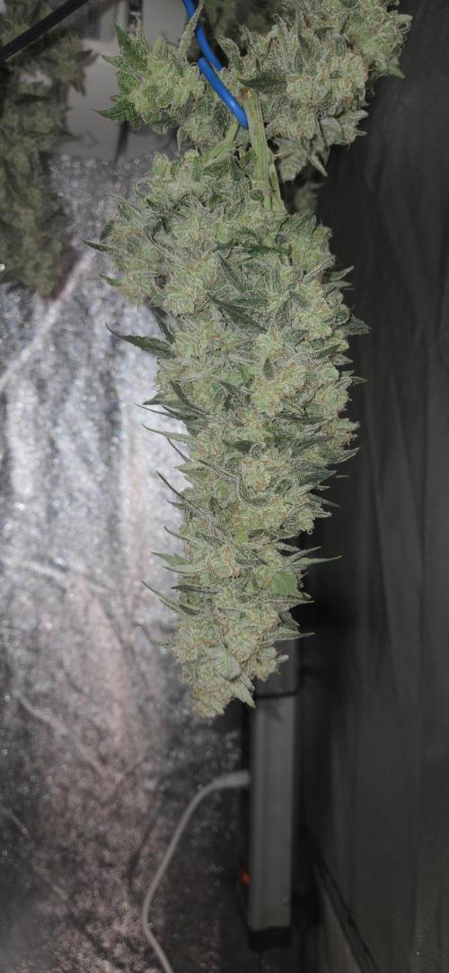 GreenBuds FastHouse. Week 12