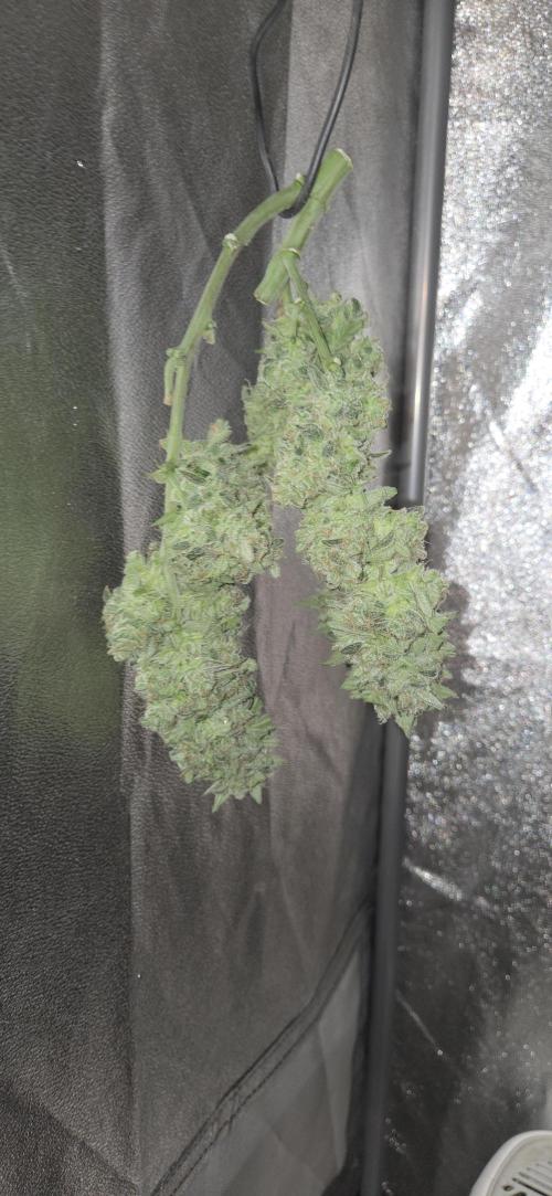 GreenBuds FastHouse. Week 12