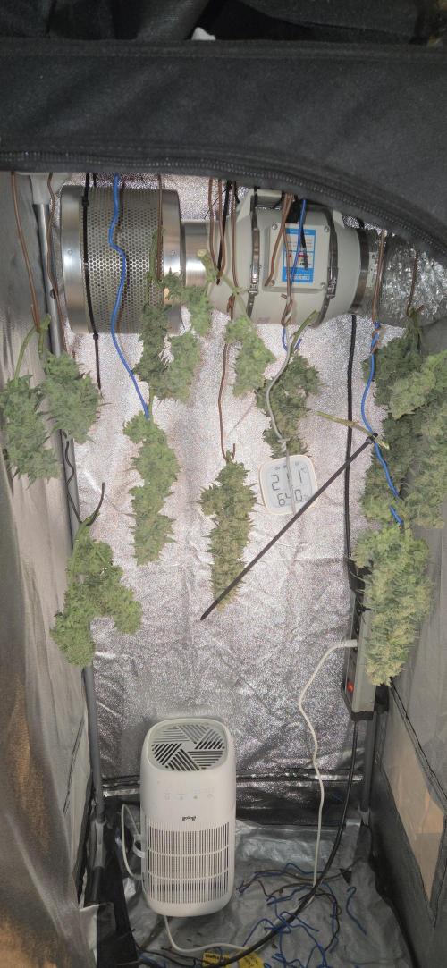 GreenBuds FastHouse. Week 12