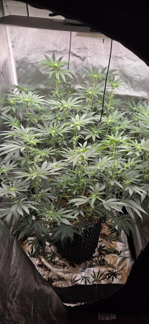 Lemon orange VS Purple Lemonade. Week 12